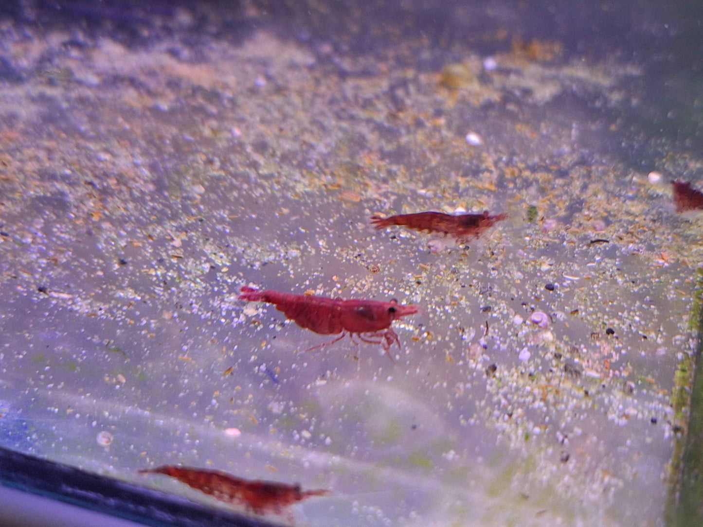 Fire Red Cherry Shrimp