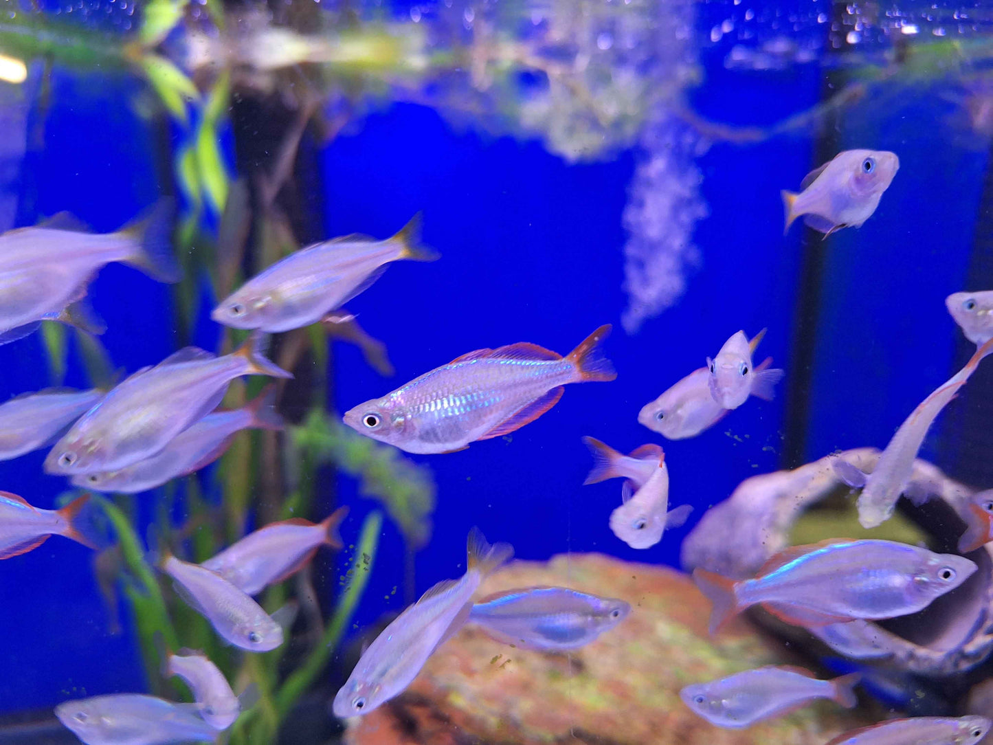 Neon Dwarf Rainbowfish