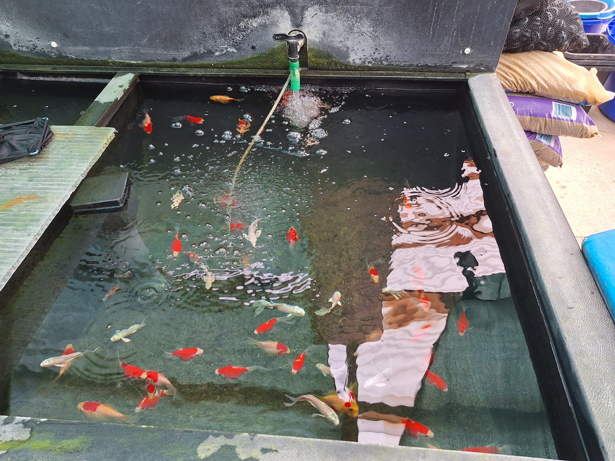 Yamasan Tamasaba Goldfish – Koi Hut