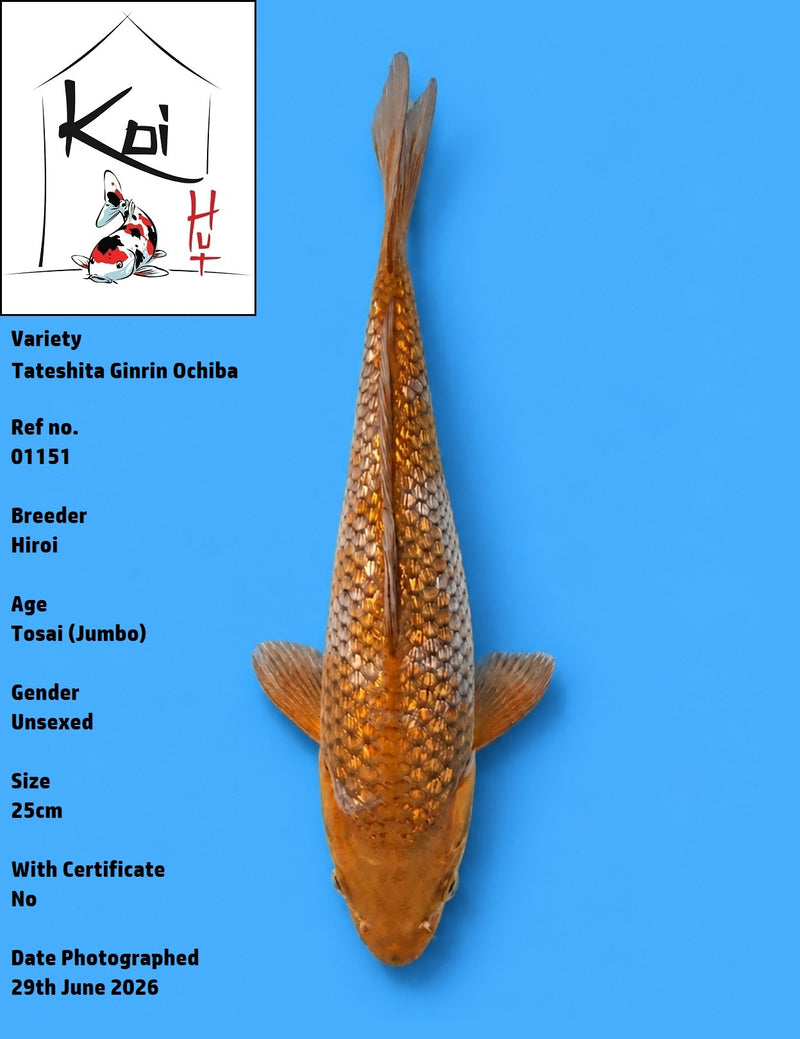 01151 - Tateshita Ginrin Ochiba [Hiroi]