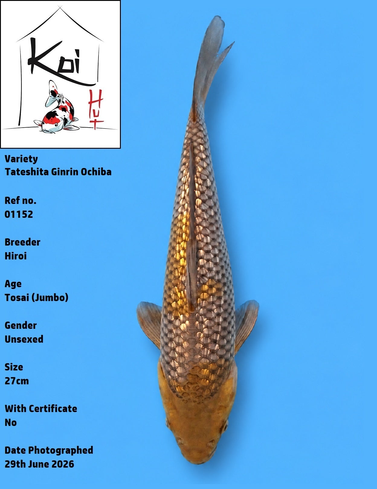01152 - Tateshita Ginrin Ochiba [Hiroi]