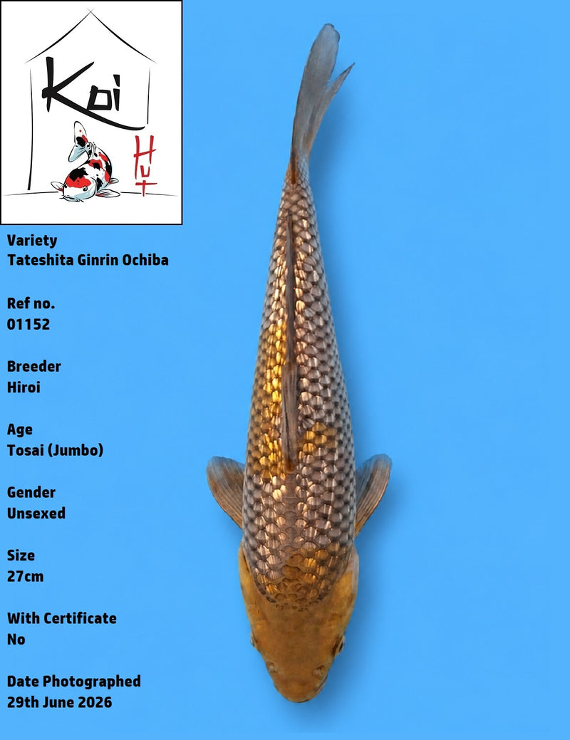01152 - Tateshita Ginrin Ochiba [Hiroi]