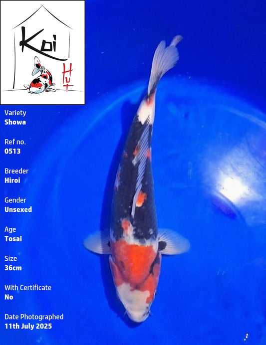 0513 - Showa [Hiroi]