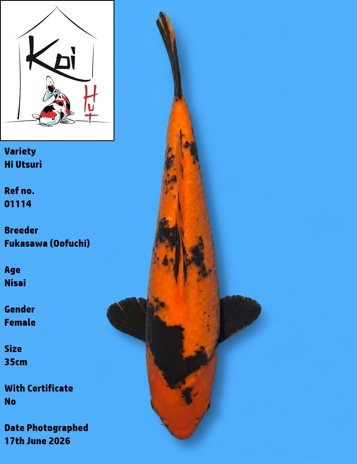 01114 - Hi Utsuri [Fukasawa]