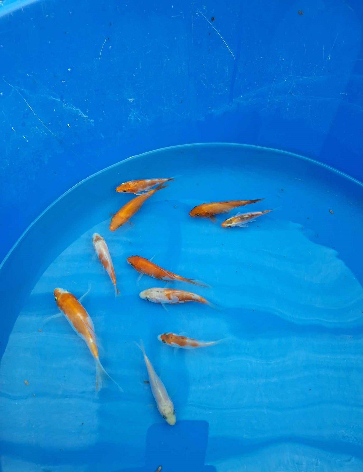 0101 - Tosai Koi Carp Mix 7cm - 10cm