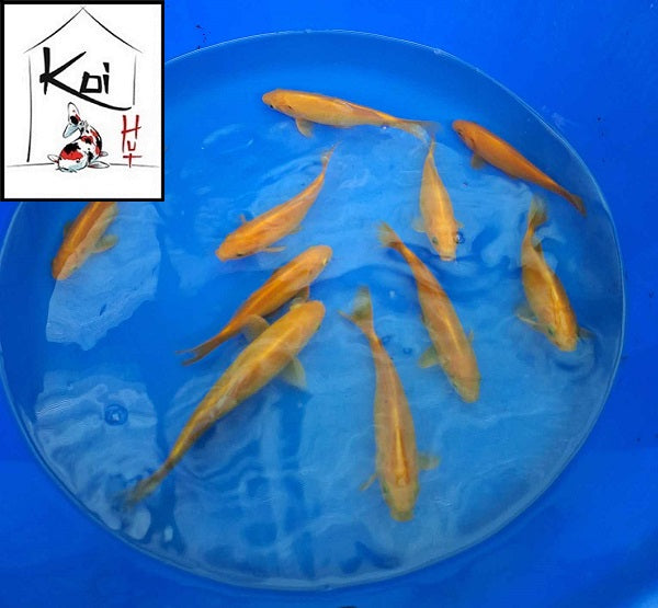 Canary Yellow Goldfish