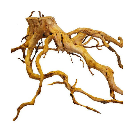 Azalea Root