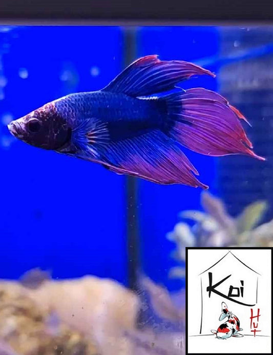 Betta Fighter Fish (Male)