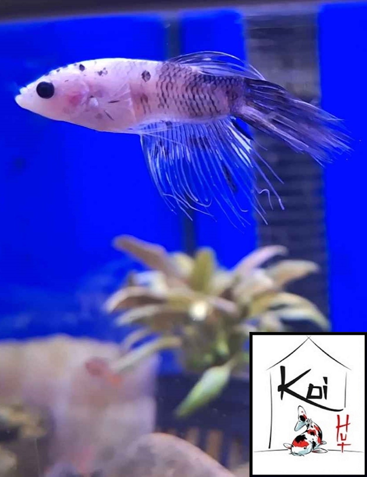 Betta Fighter Fish (Male)