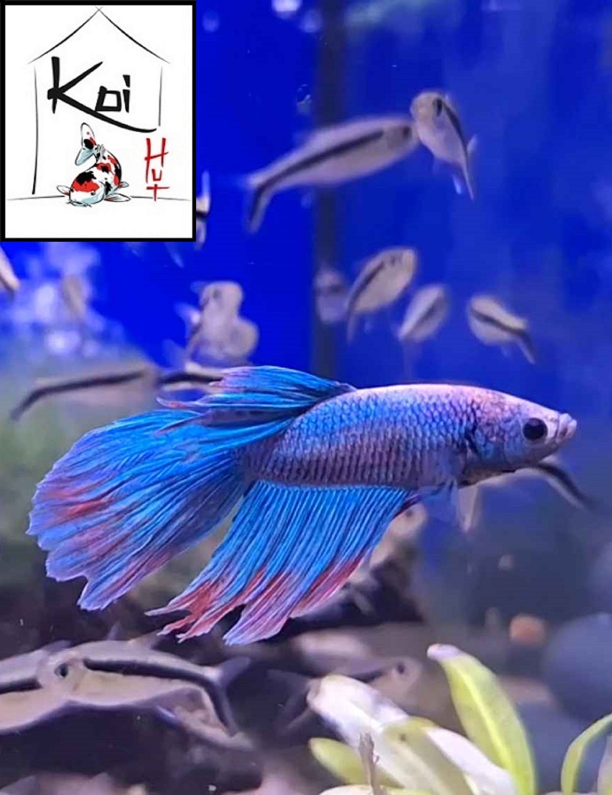 Betta Fighter Fish (Male)