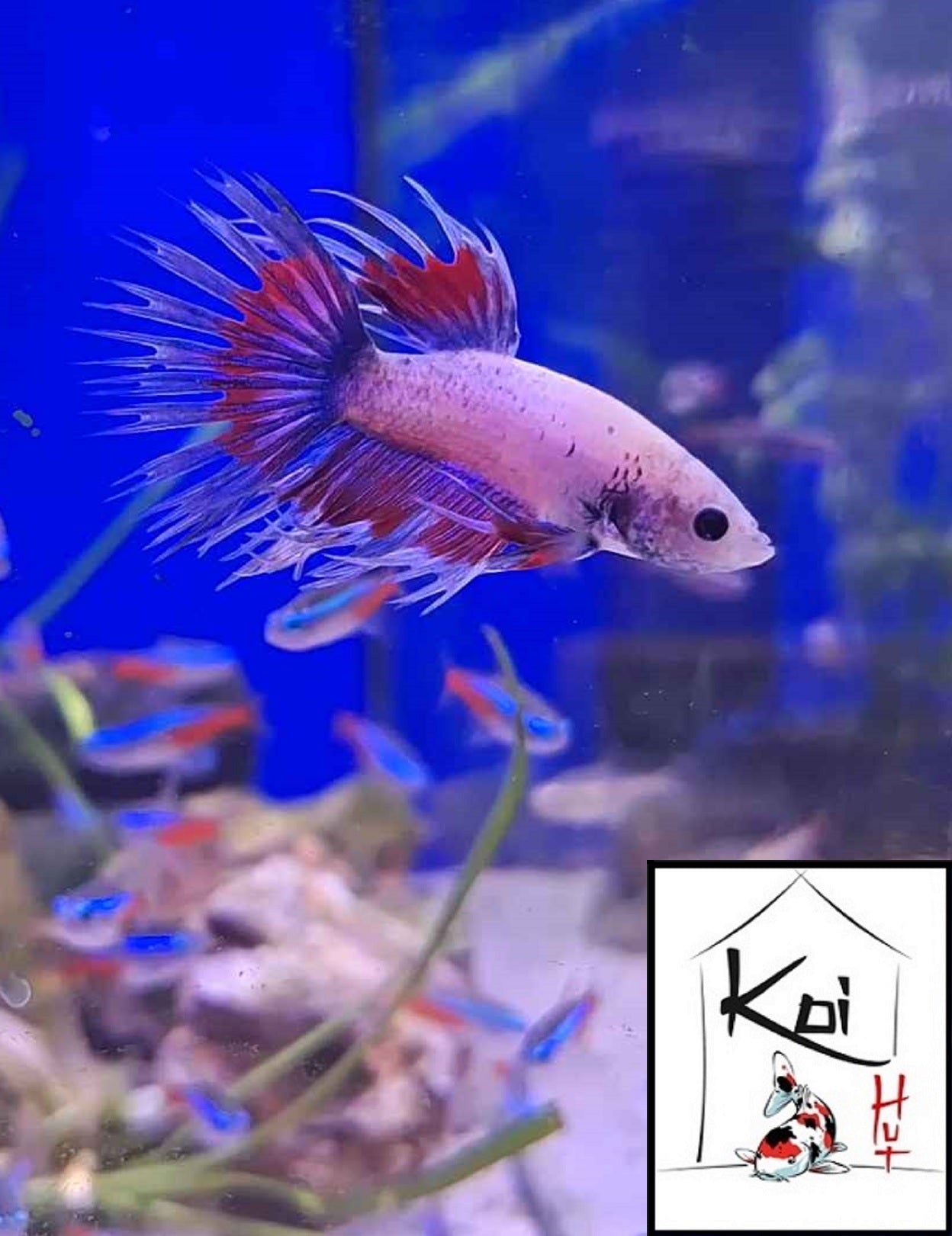 Betta Fighter Fish (Male)