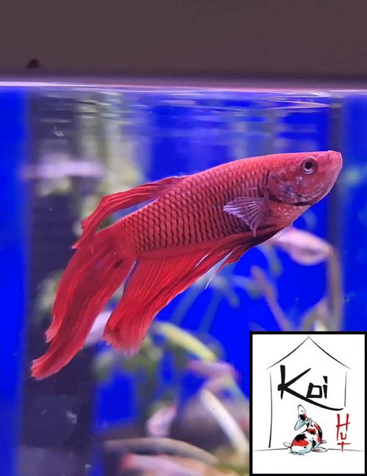 Betta Fighter Fish (Male)