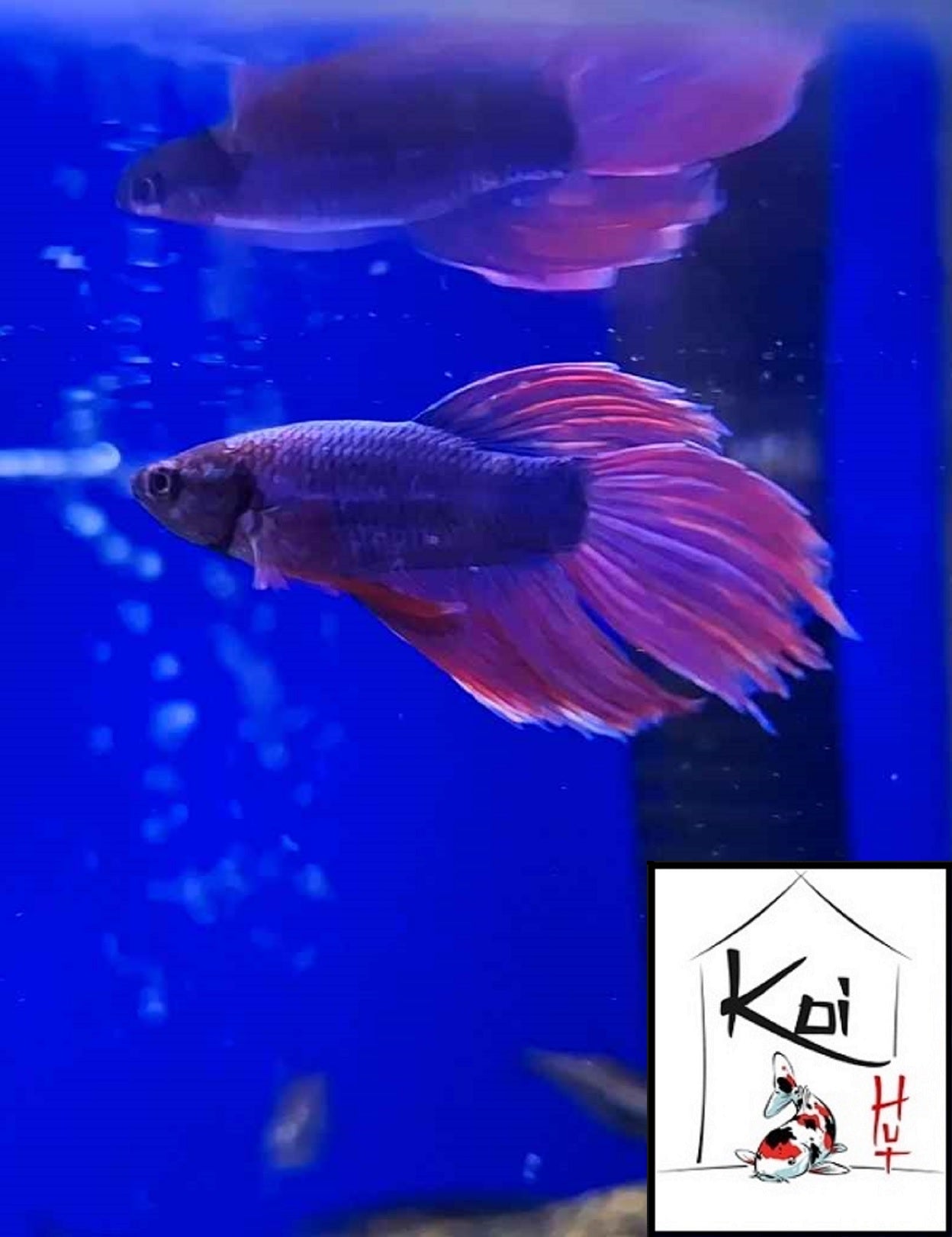 Betta Fighter Fish (Male)