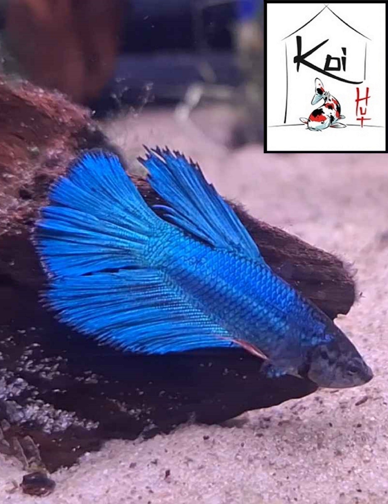 Betta Fighter Fish (Male)