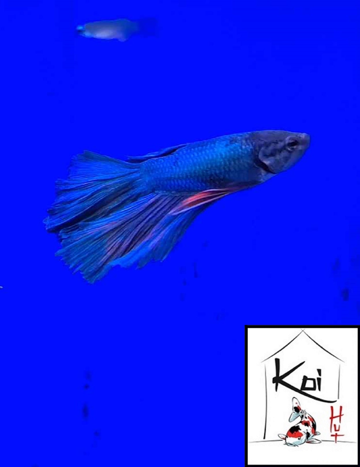 Betta Fighter Fish (Male)