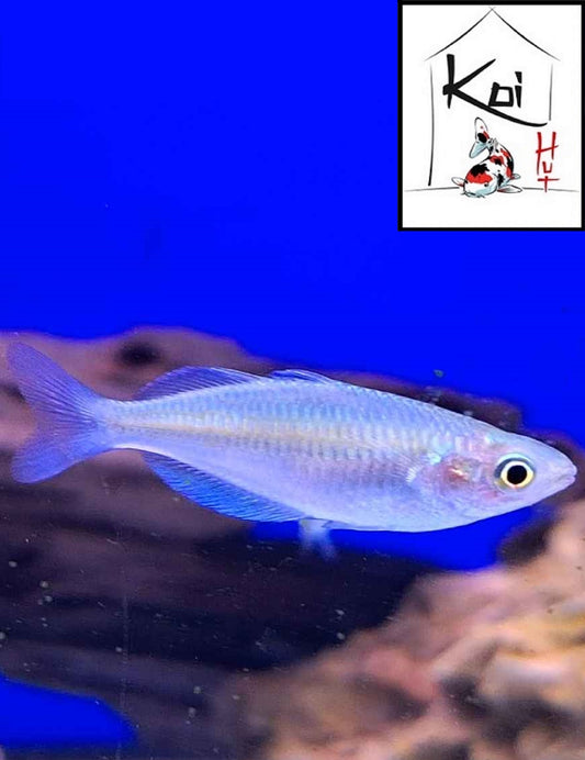 Boeseman's Rainbowfish (Juvenile)