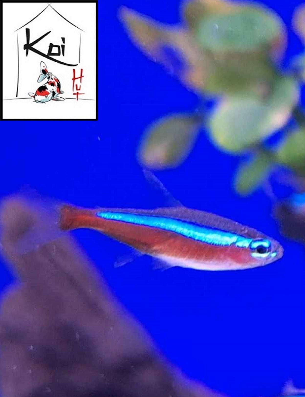 Cardinal Tetra