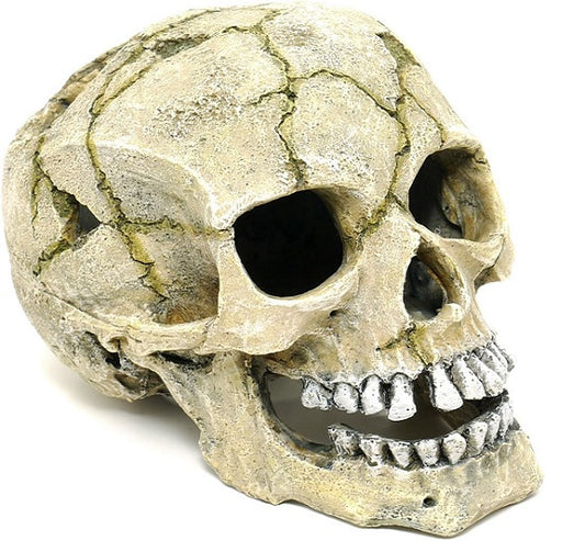 Classic Cracked Skull