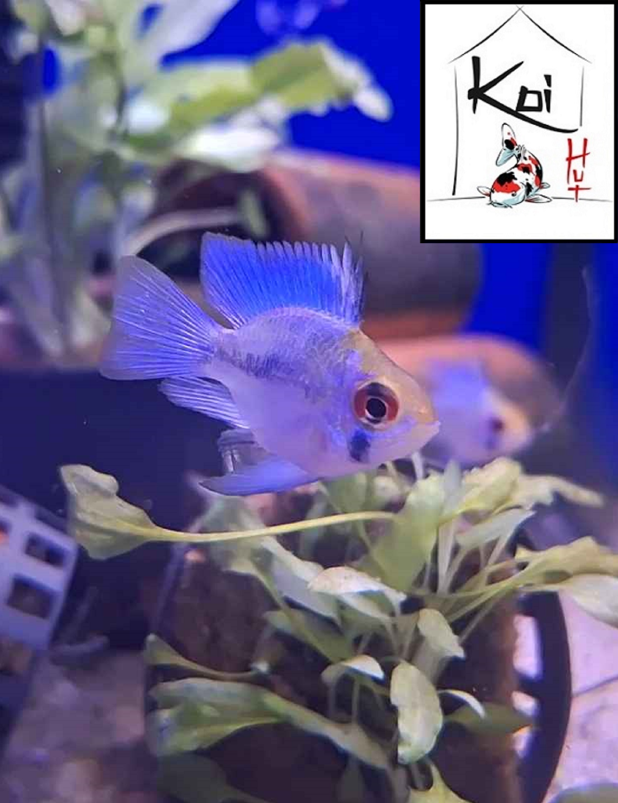 Electric Blue Balloon Ram