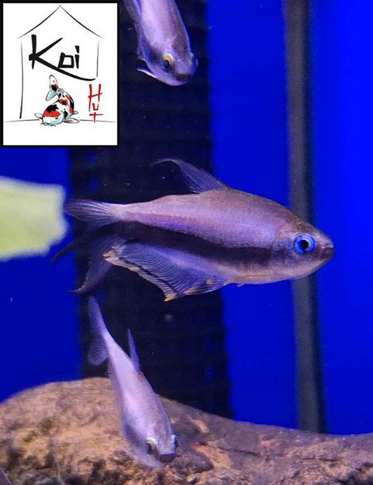 Emperor Tetra