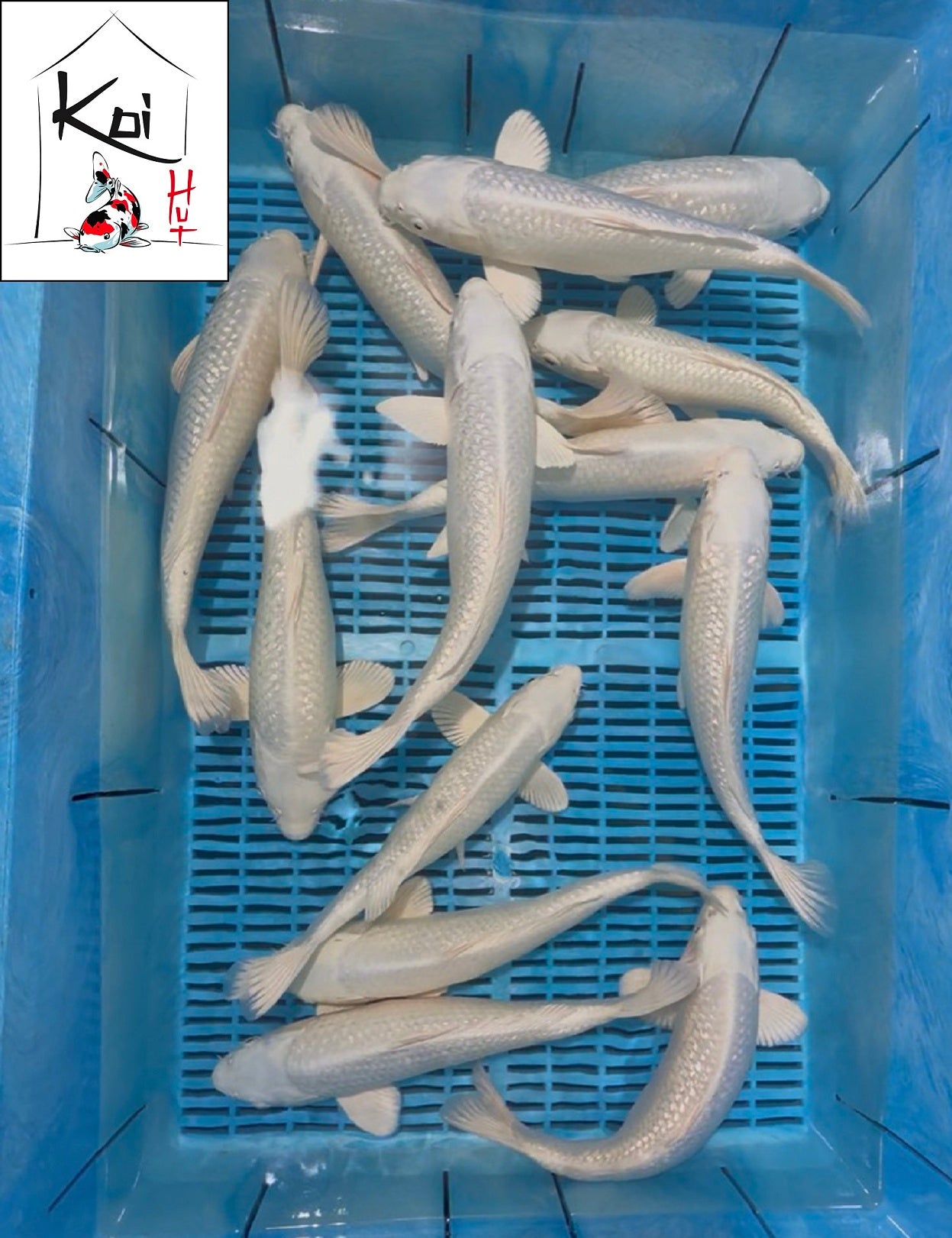 0926 - Ginrin Purachina Ogon [Yamasan]