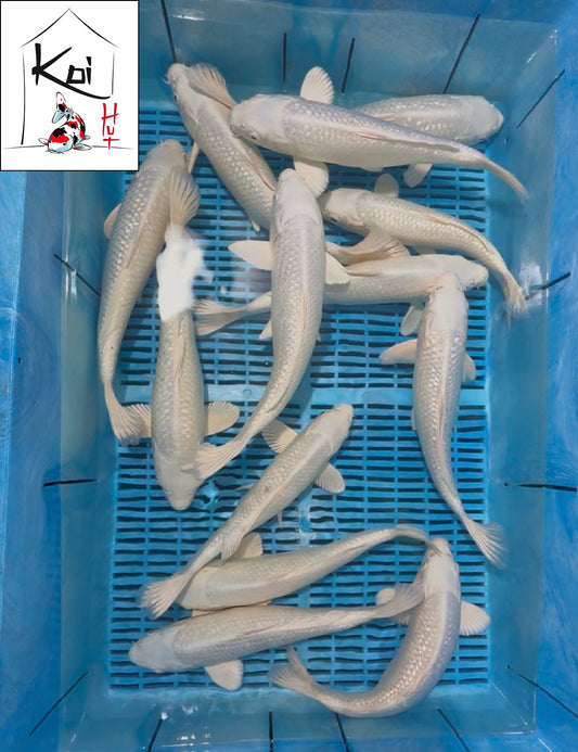 0926 - Ginrin Purachina Ogon [Yamasan]