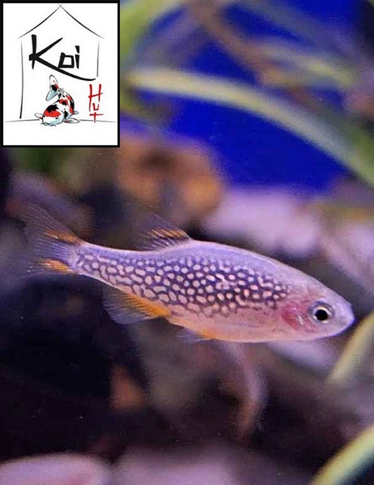 Galaxy Rasbora