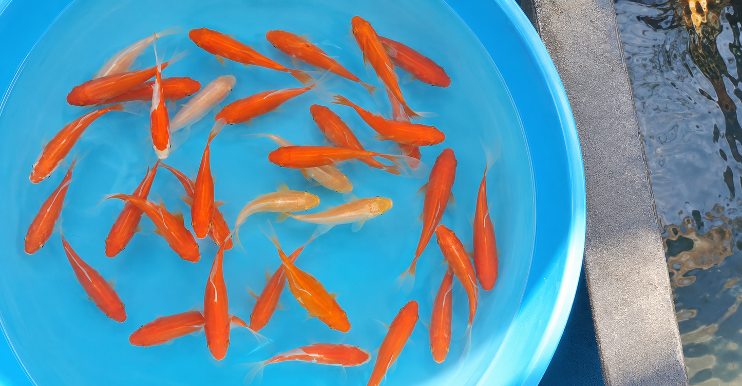 Common Goldfish