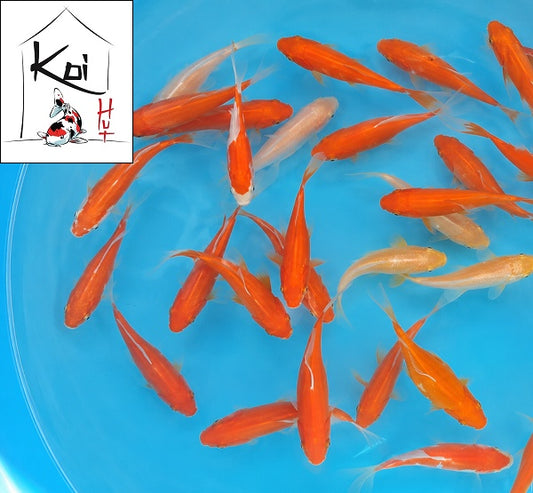 Common Goldfish
