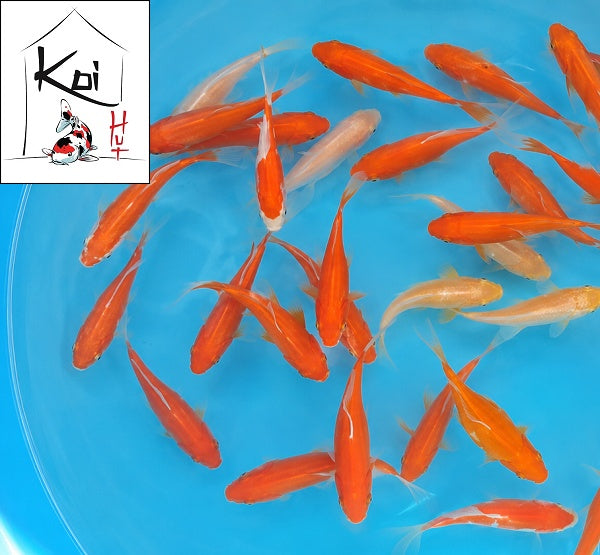 Common Goldfish