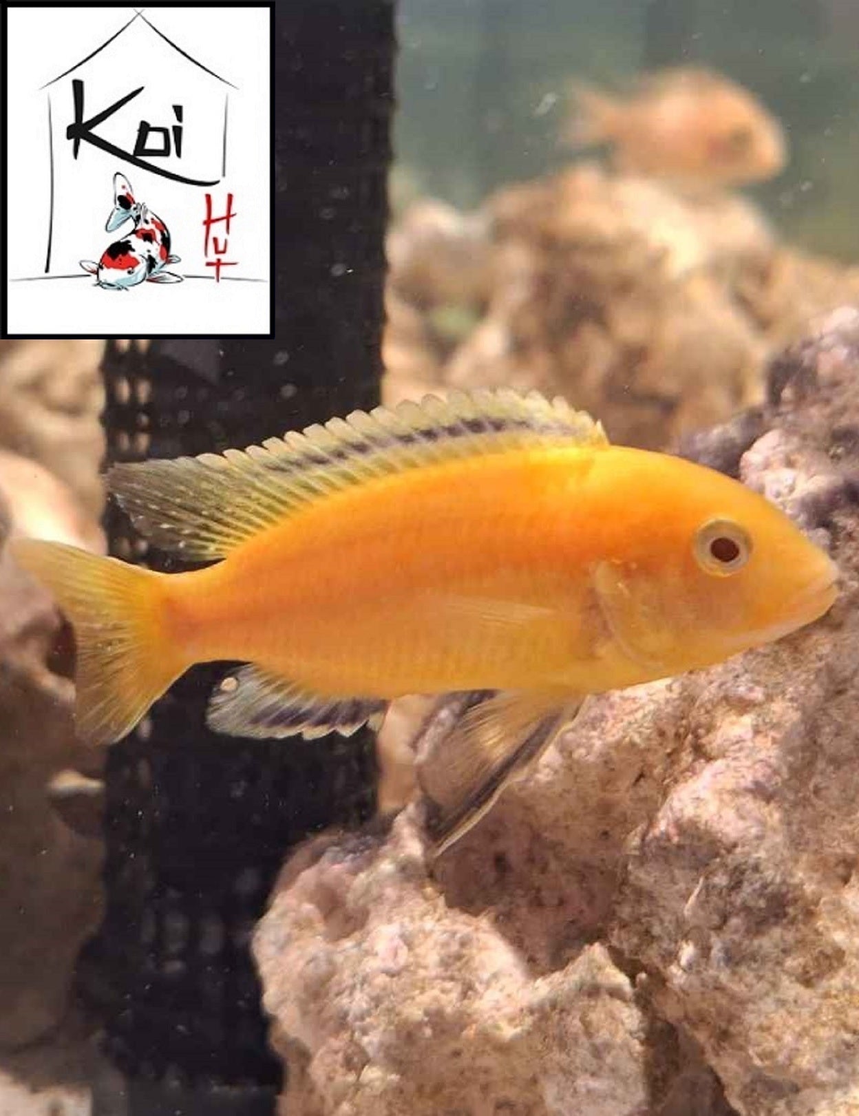 Lemon Mbuna Cichlid