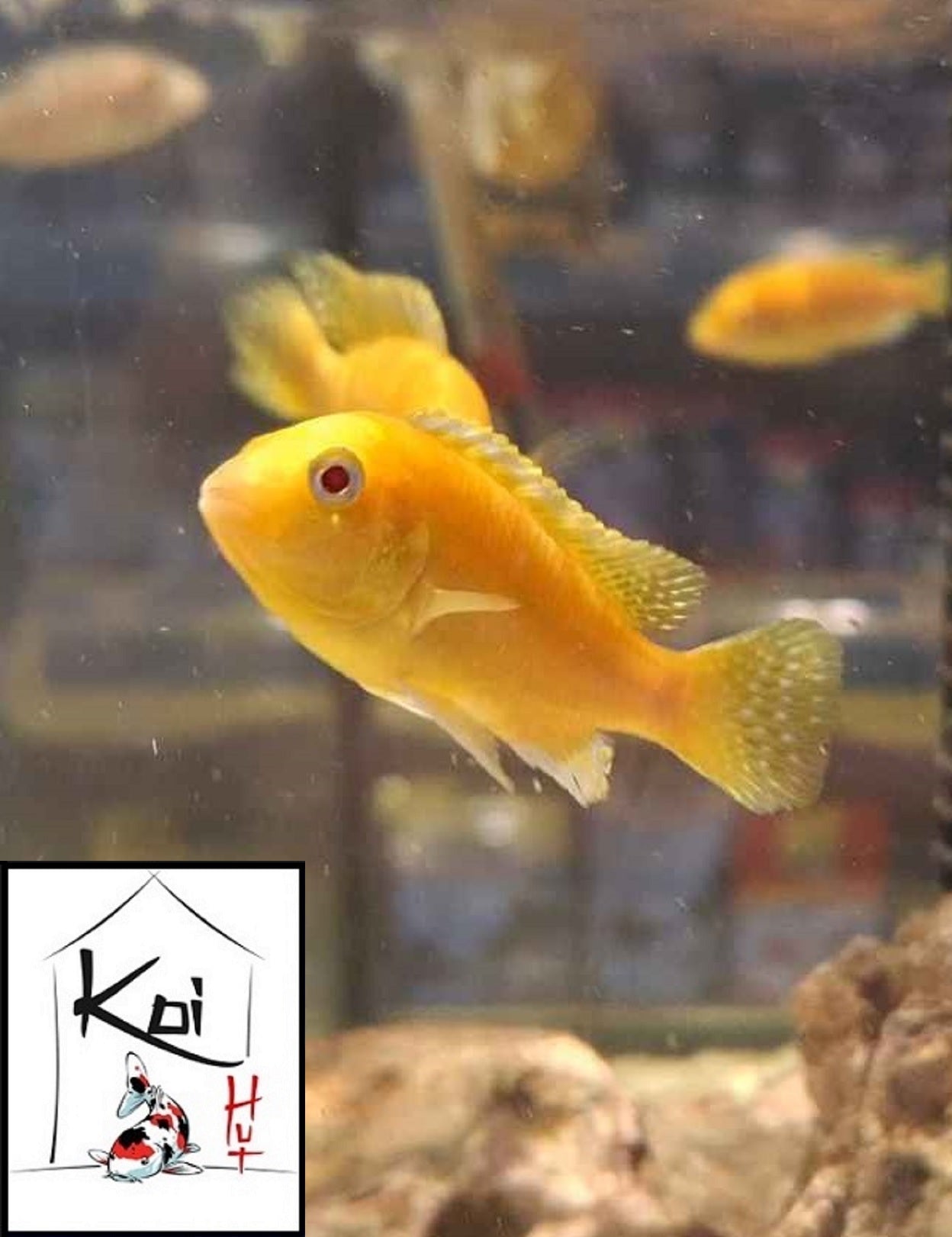 Lemon Mbuna Cichlid