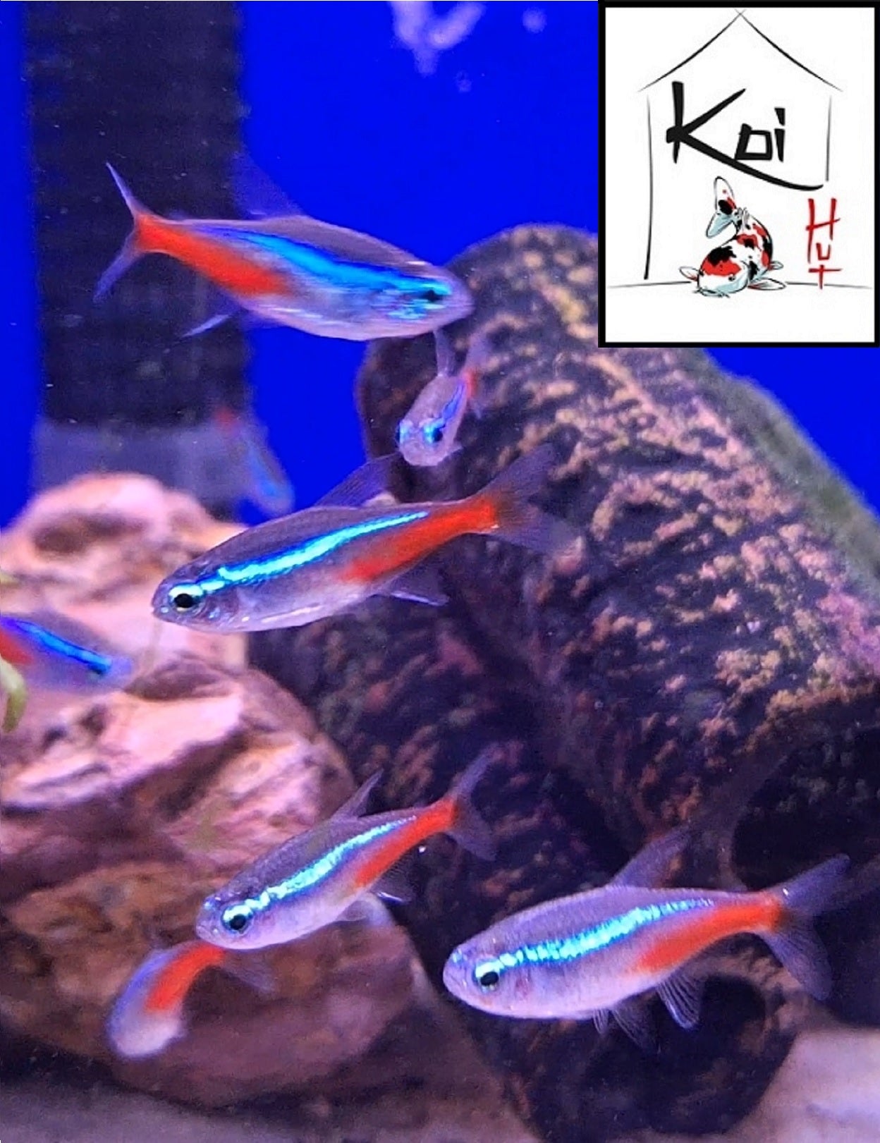 Neon Tetra