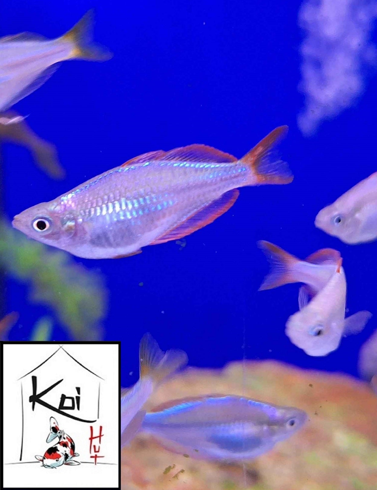 Neon Dwarf Rainbowfish