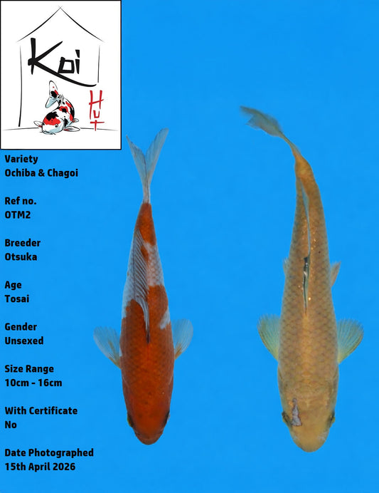 OTM2 - Ochiba & Chagoi Mix [Otsuka]