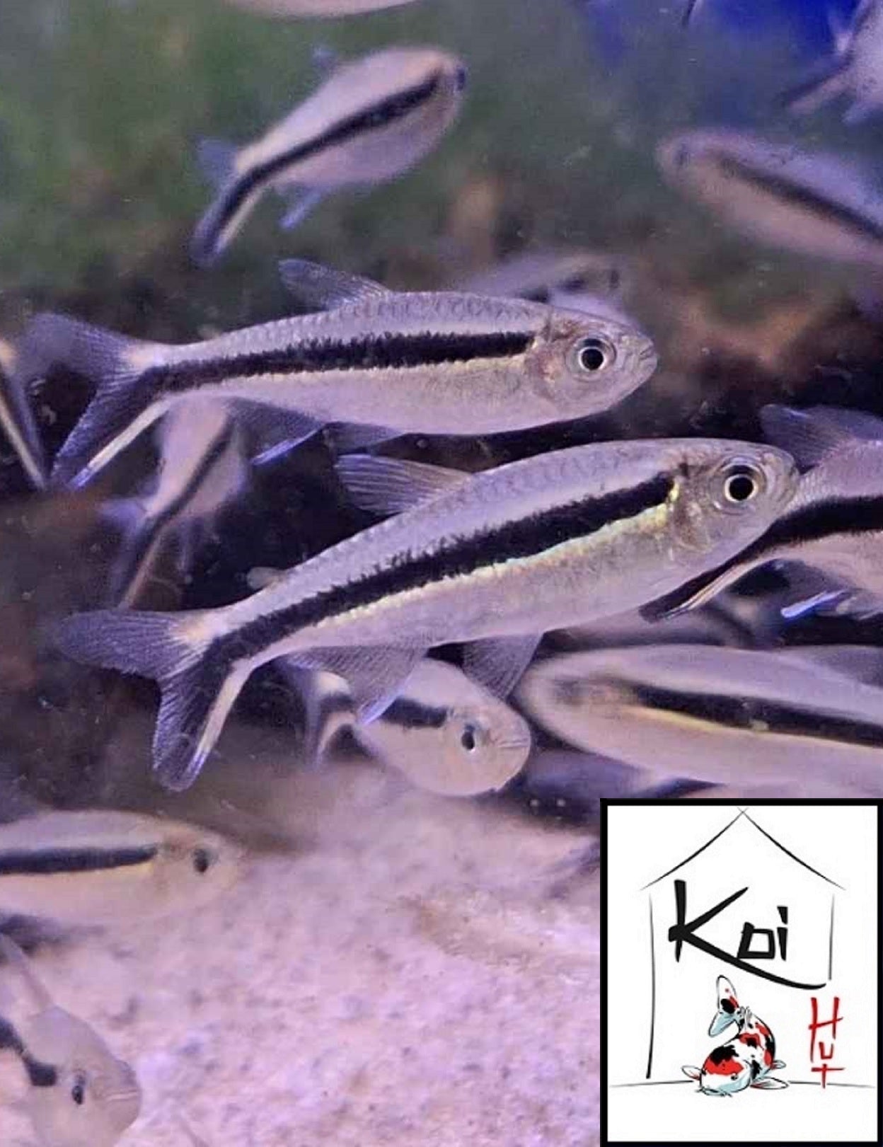 Penguin Tetra