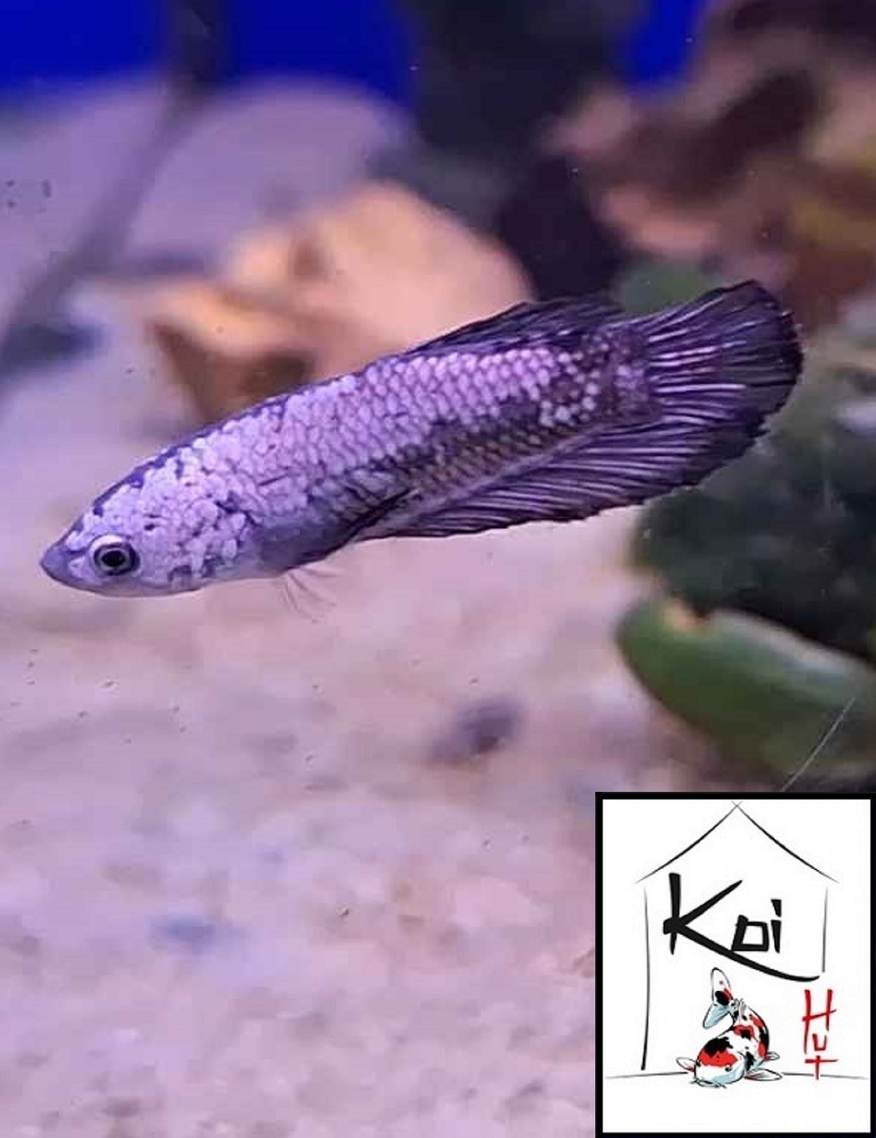 Betta Fighter Fish (Male)