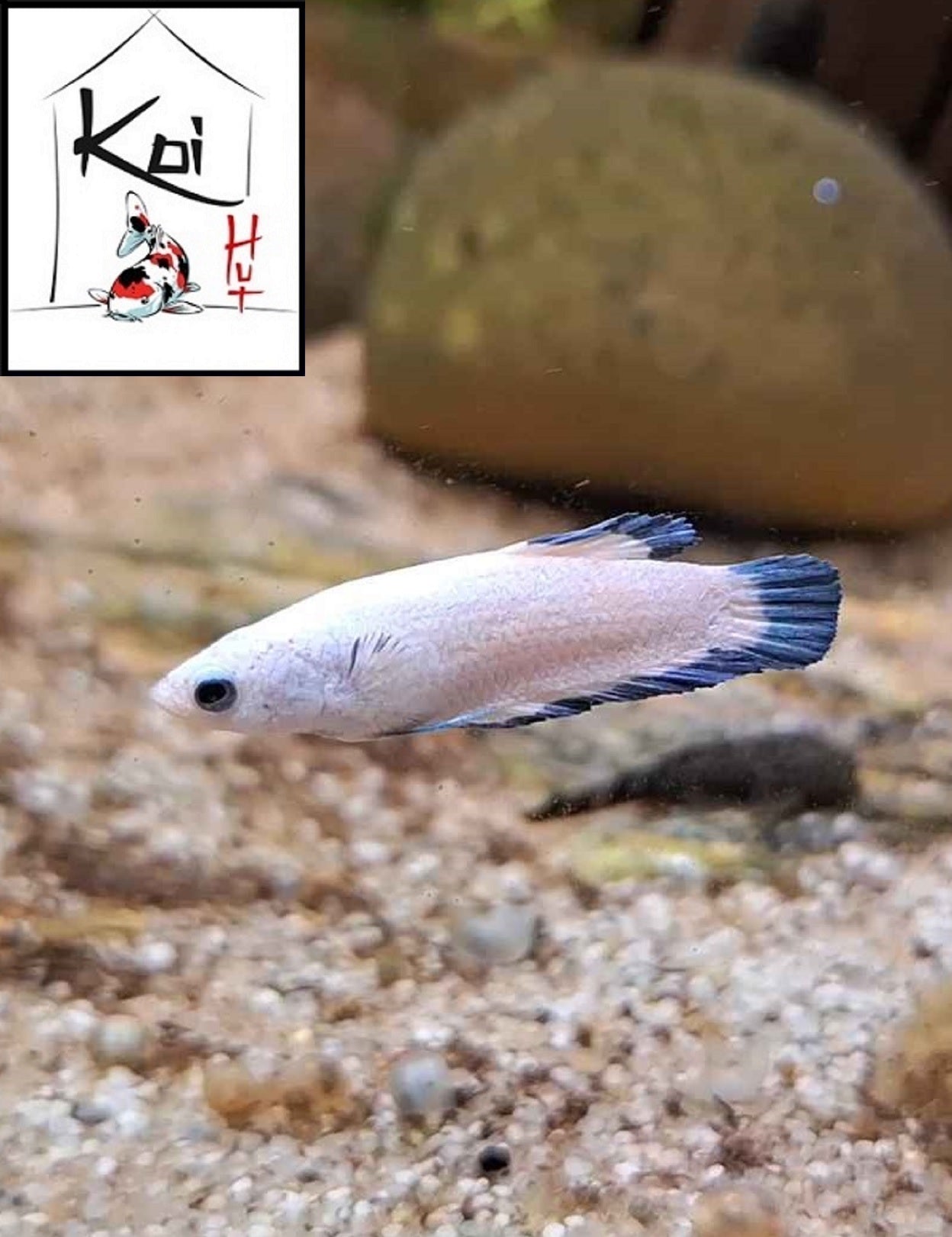 Plakat Betta Fighter Fish (Female)