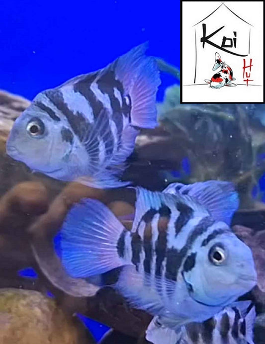 Blue Polar Parrot Cichlids