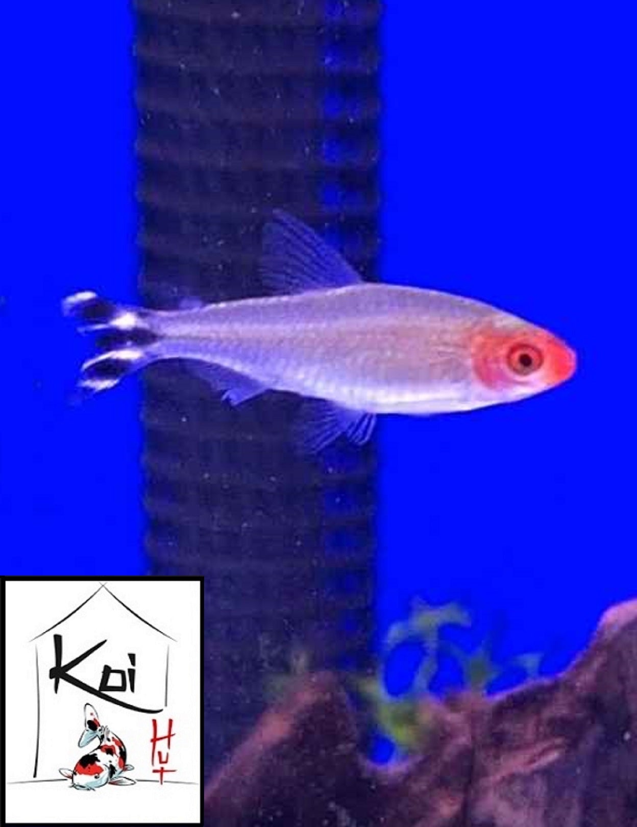 Rummynose Tetra