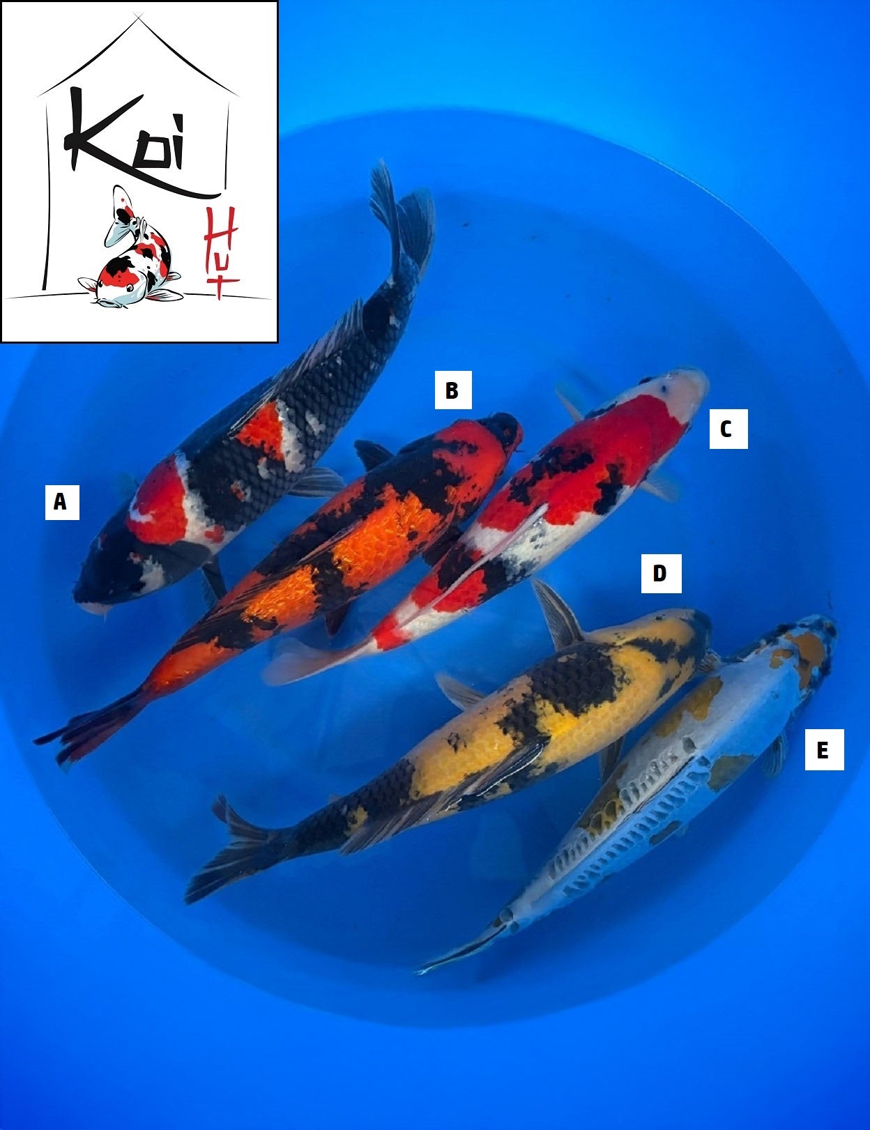 0772 - Showa, Hi Utsuri, Ki Utsuri, Kogane Ryu Nisai Mix [Marusei]