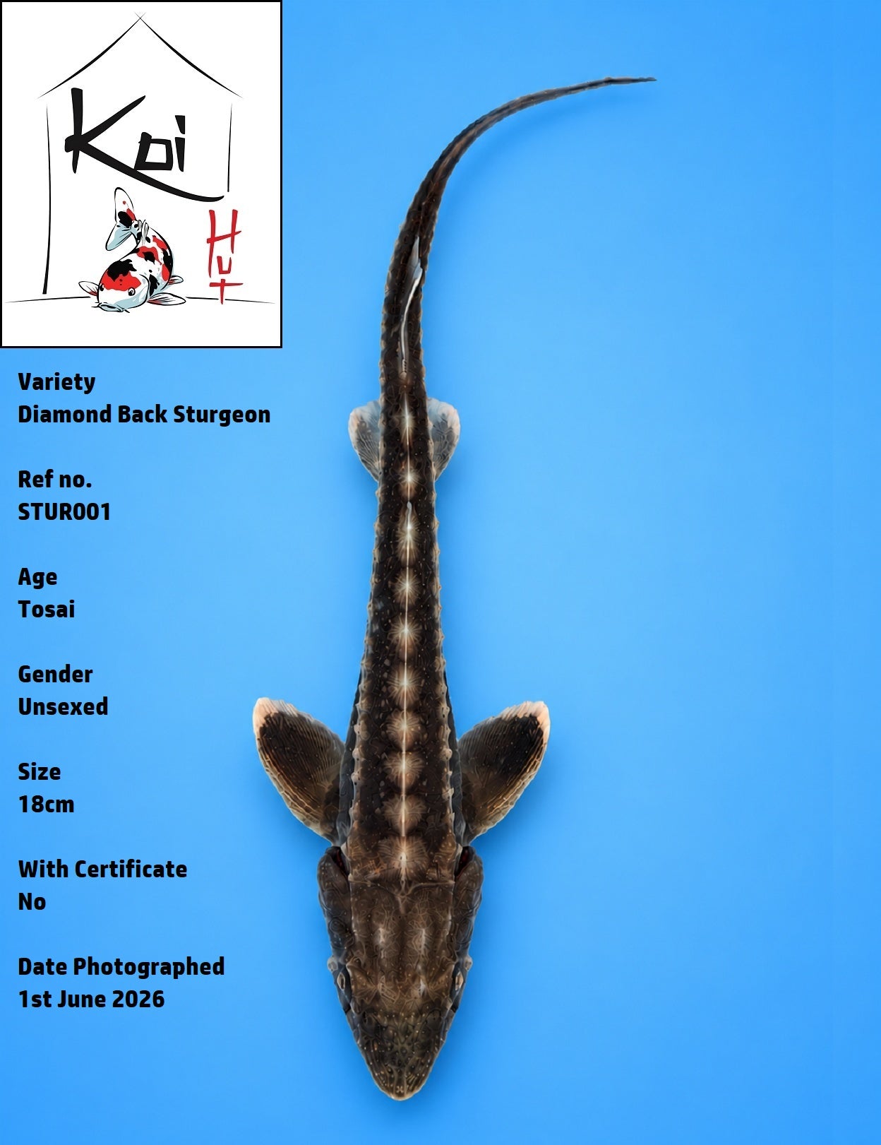 STUR001 - Diamond Back Sturgeon