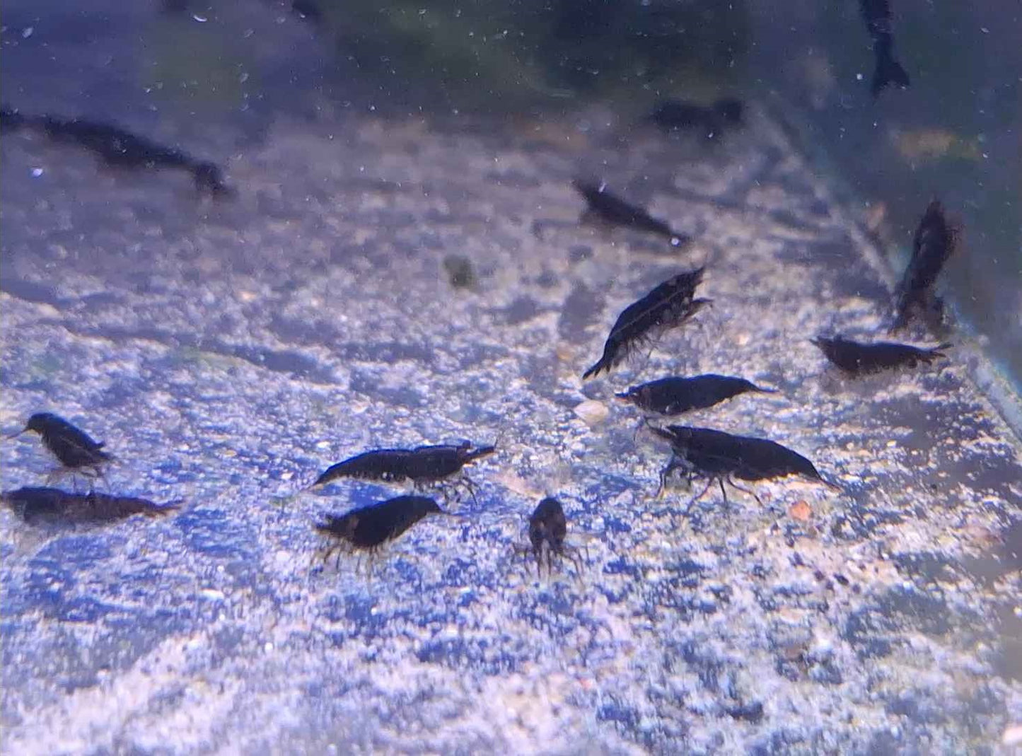 Black Rose Shrimp