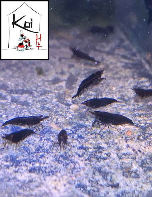 Black Rose Shrimp