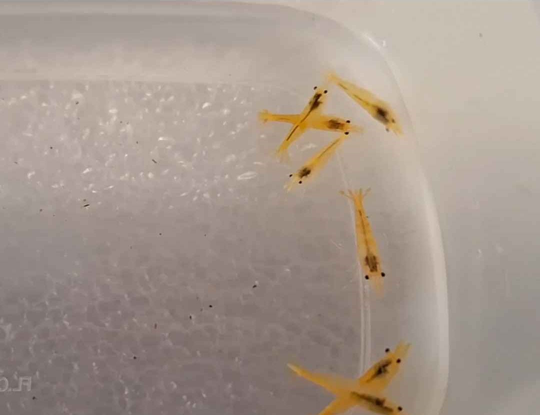 Yellow 24K Shrimp