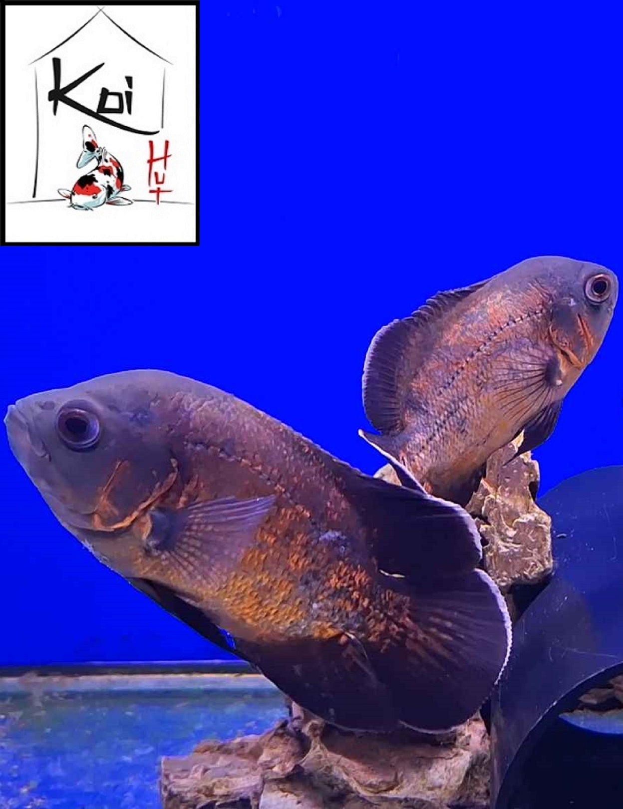 Red Chilli Black Oscar (Pair)