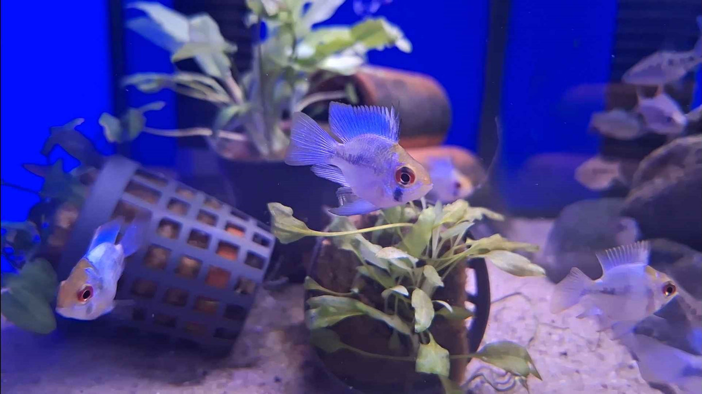 Electric Blue Balloon Ram