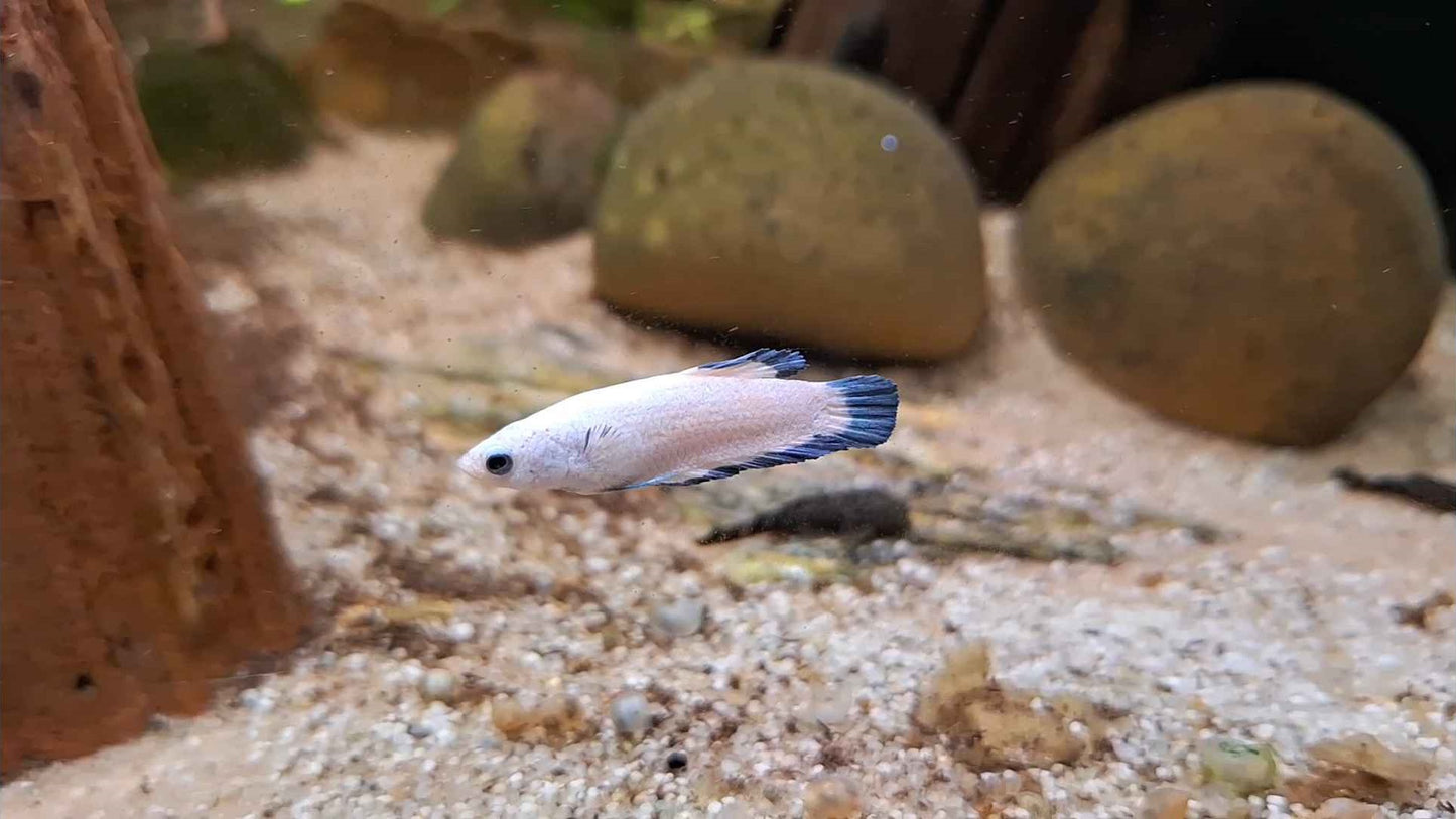 Plakat Betta Fighter Fish (Female)