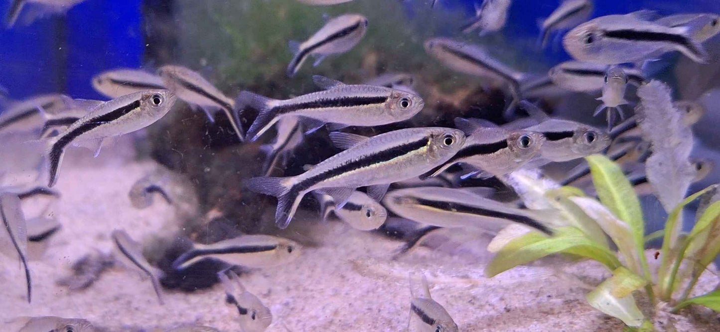 Penguin Tetra