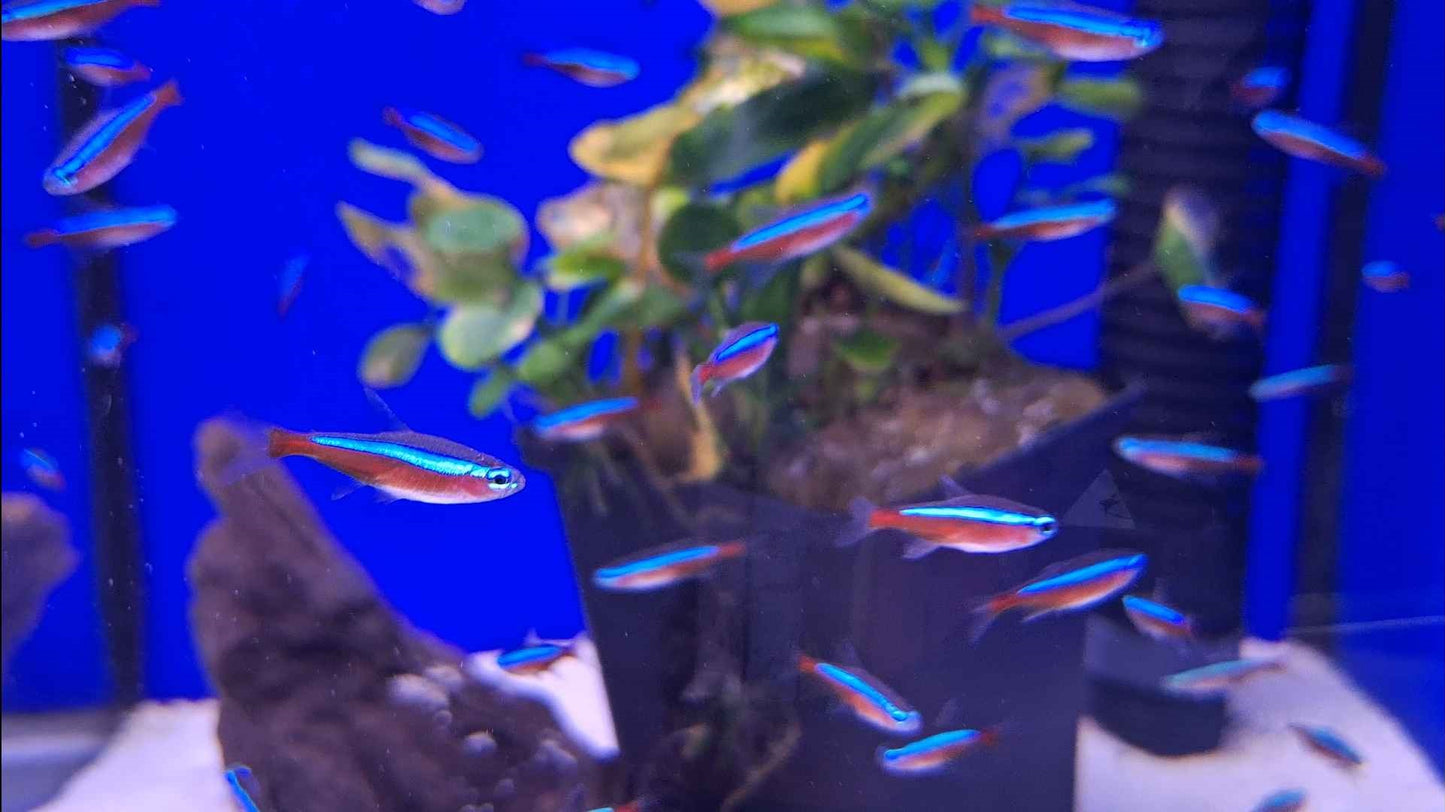 Cardinal Tetra